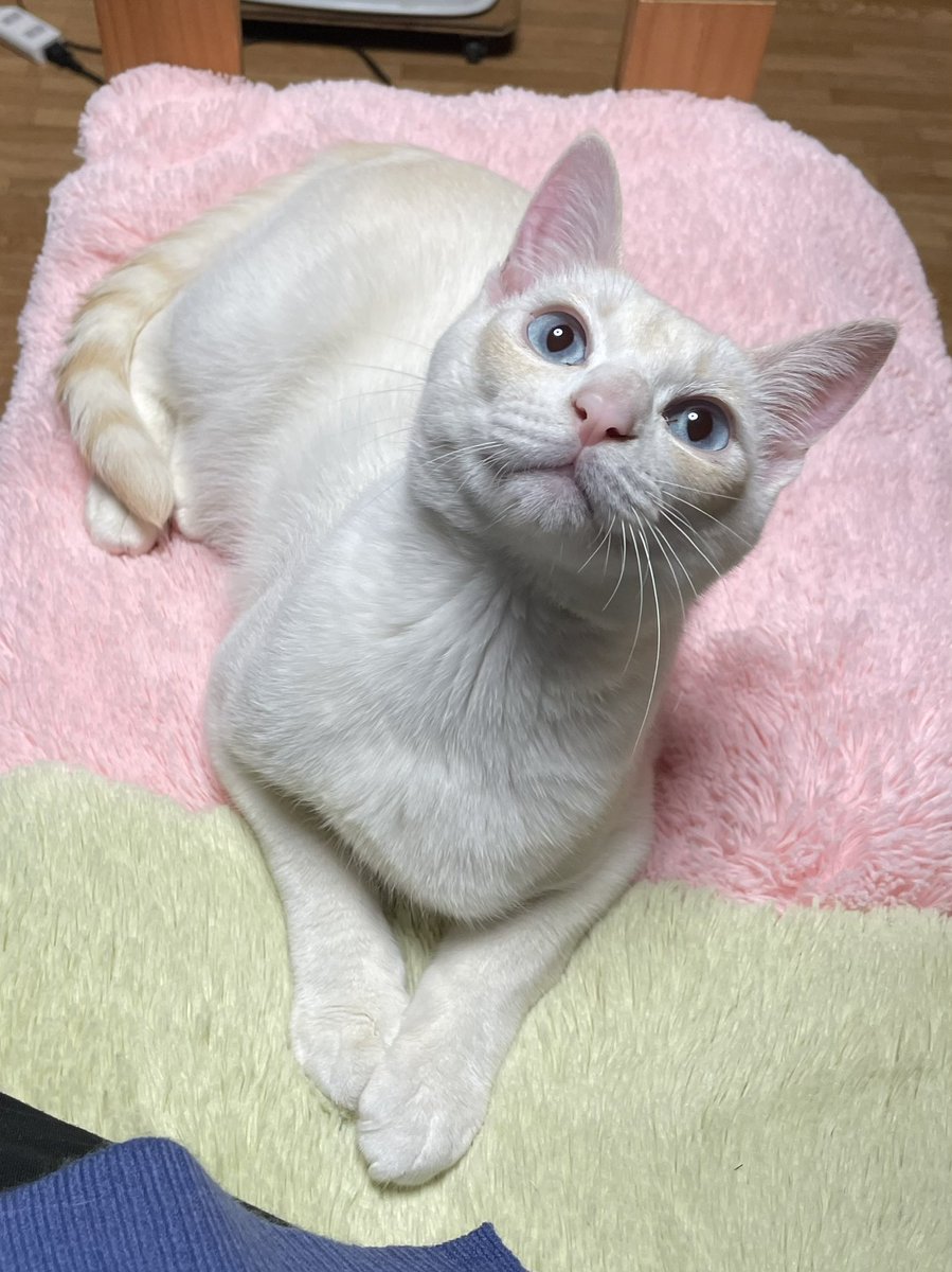 真っ白猫からミルク多めのミルクティー色になりました。