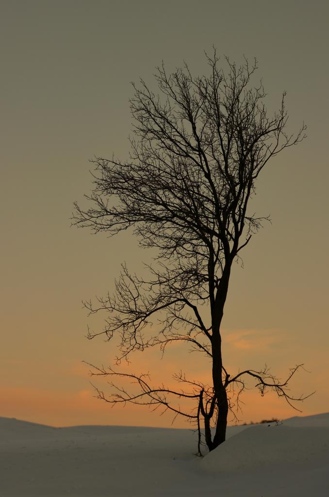 Abbas Rahmani tweet media