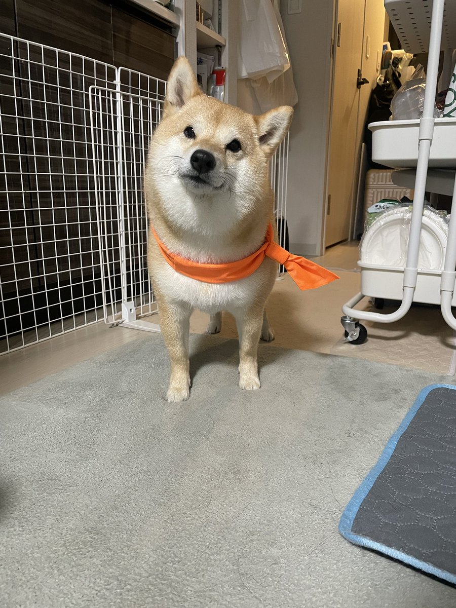 サロンに行ってふわふわキレイキレイになりまちた🐕