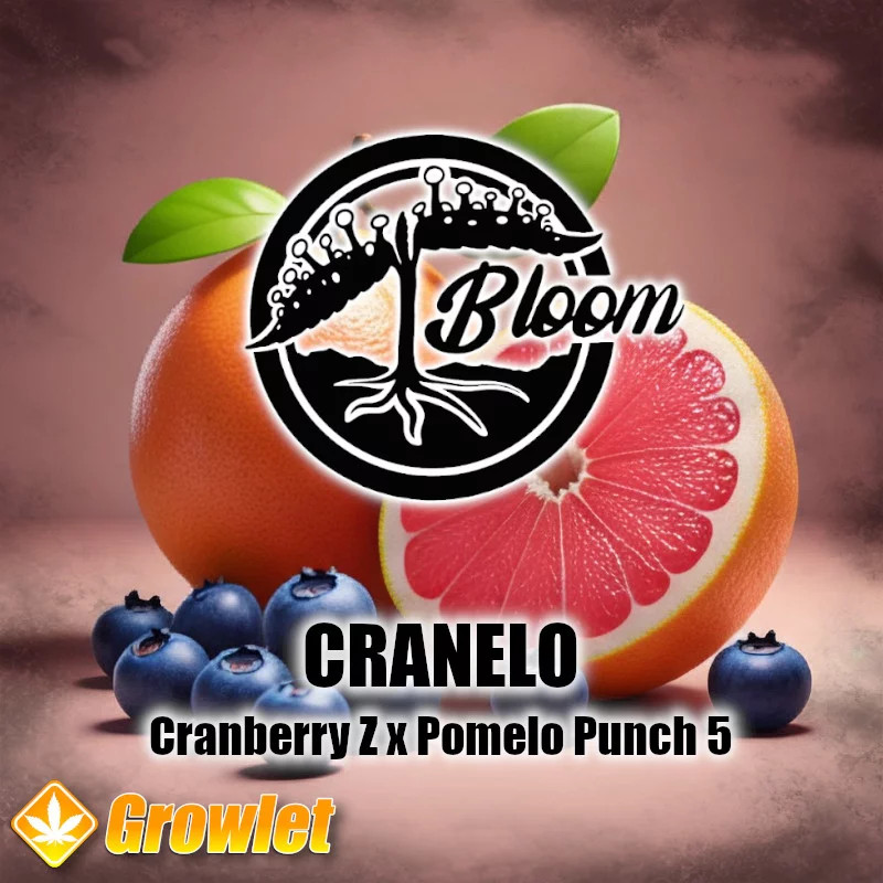 GrowletGrowShop's tweet photo. Bloom Seed Co is in da house 😎

#growlet

#growlet_grow

#bloomseedco

https://t.co/8gOW0XzsHp https://t.co/92g2qKPCog