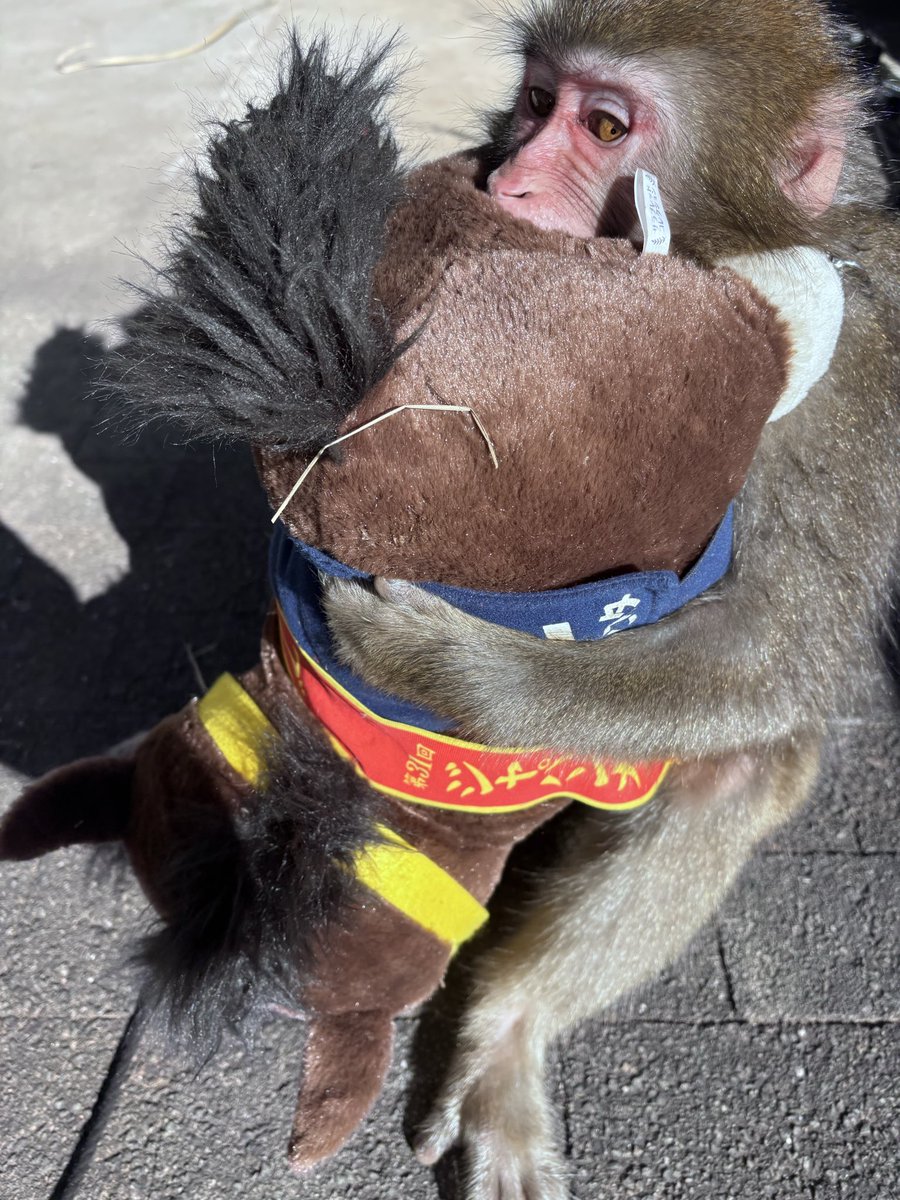 お仲間さんがいたよ🧸
うちは馬のブエナビスタさんとお友達です。🐎

#猿まわし　#monkey  #猿　#二助企画