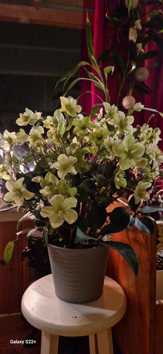 Ahkku 🇧🇻 🕯🌻 tweet media