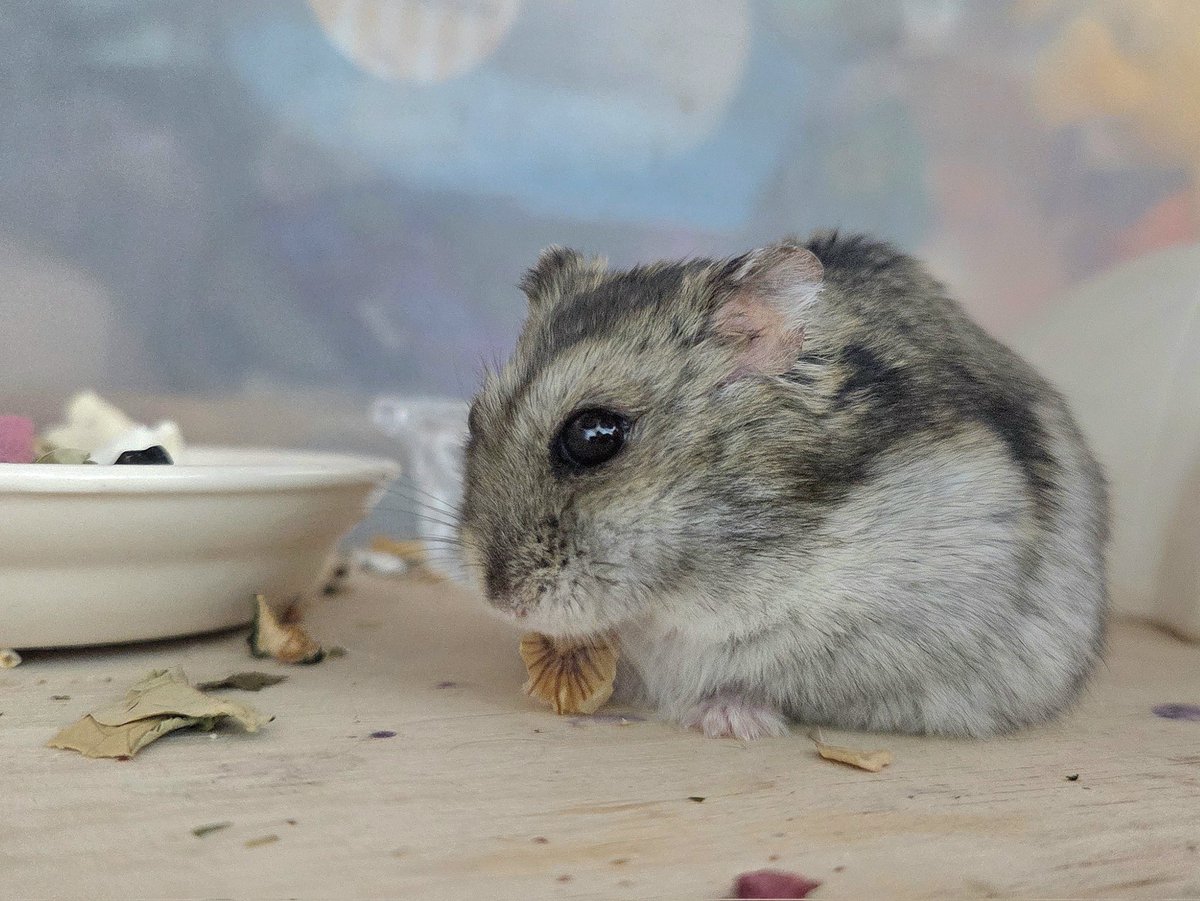 이번 주는 호듀 조아 몽떼