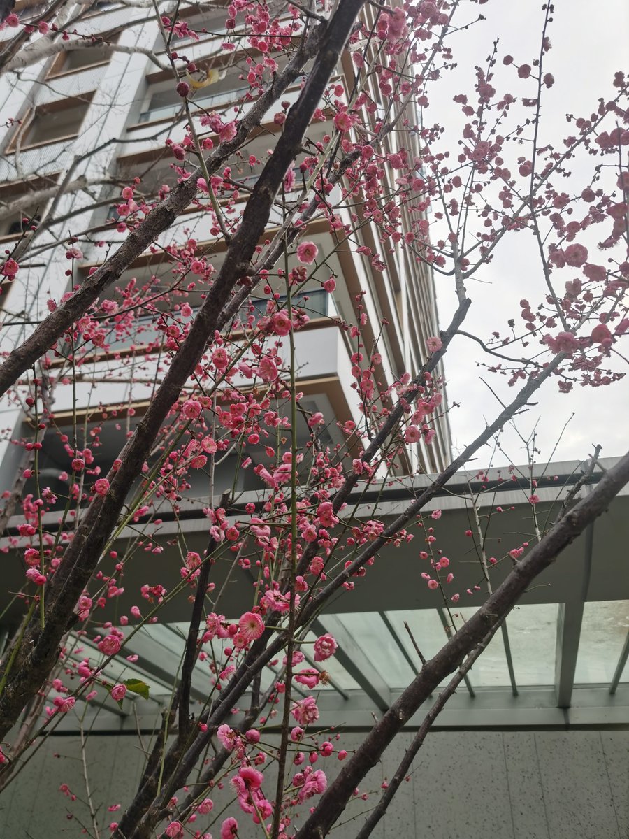 社區里的新春🥰