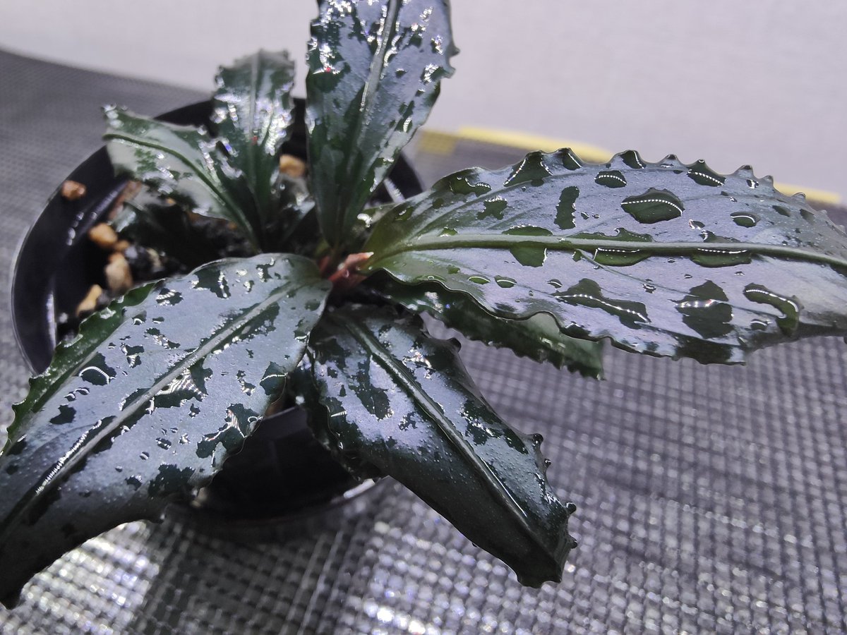 キボーデコ (@kiboudeko) / Posts / X