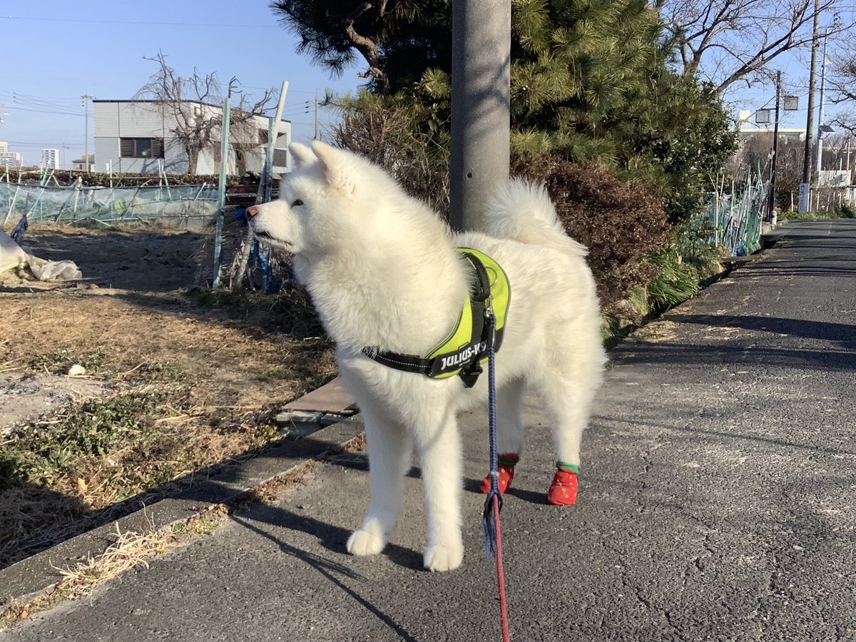 こんにちワンU^ェ^U
#コナツ　＃1日1わんこ　＃秋田犬　＃秋田犬コナツ
