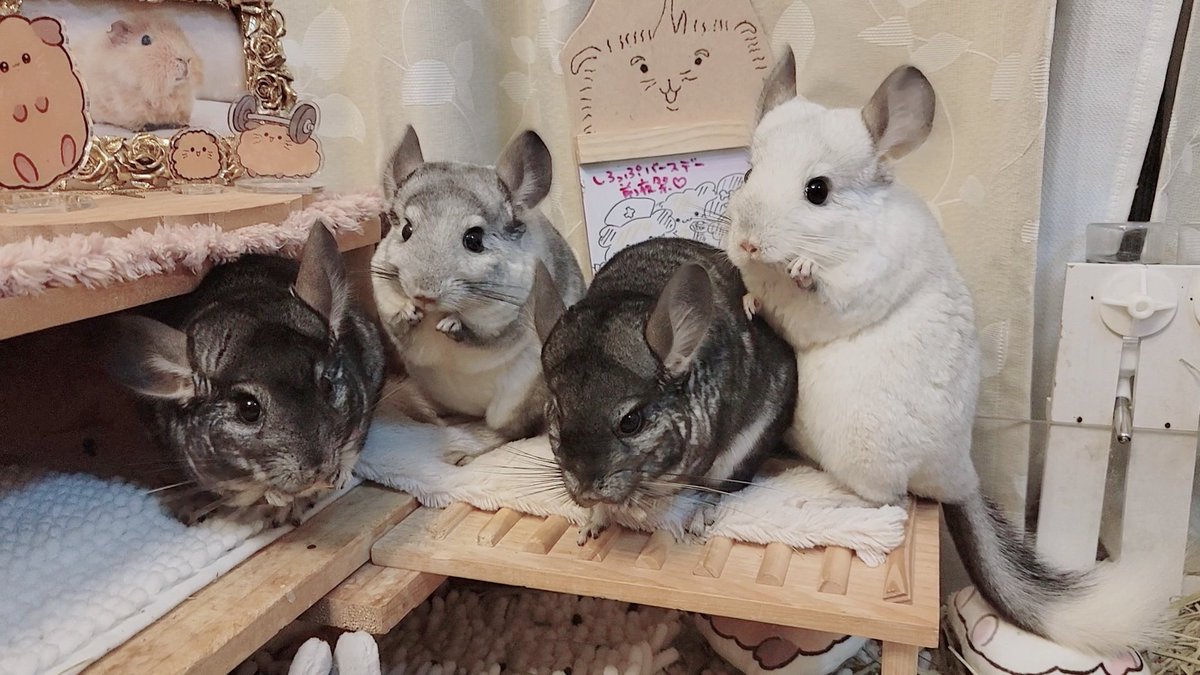 mohumohucafe_'s tweet photo. チンチラまみれ https://t.co/VHBDeOcvM9