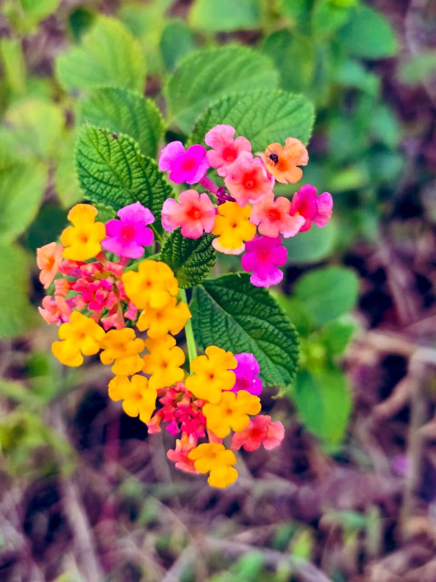 singh78986's tweet image. Saw it....loved it....so clicked it 💛🩷