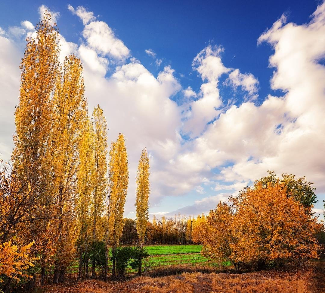 niki ram tweet media