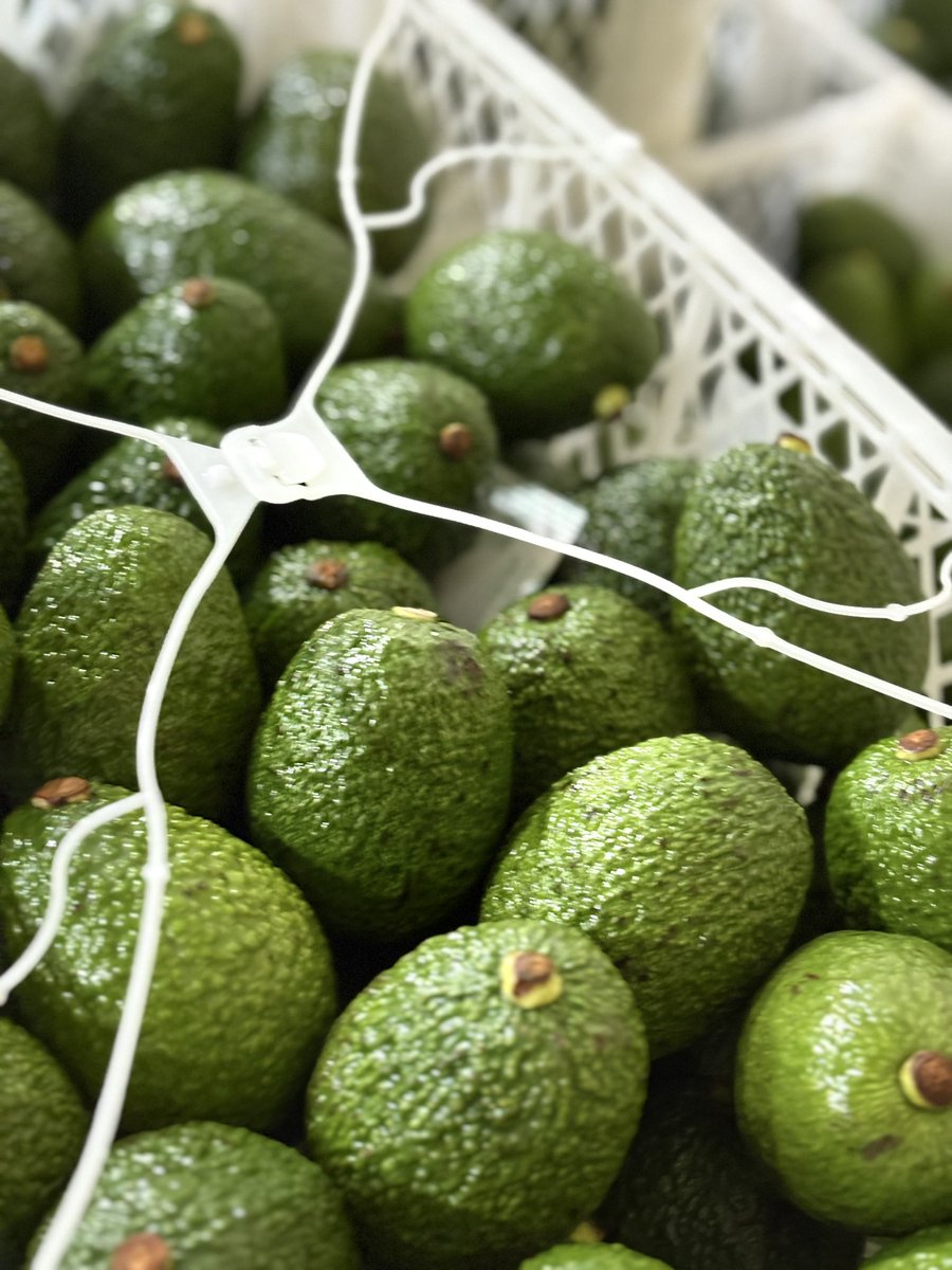 officialDrHerry's tweet photo. Because we got dreams and rights to chase them…🥑🥑 https://t.co/a58FoG7c4n