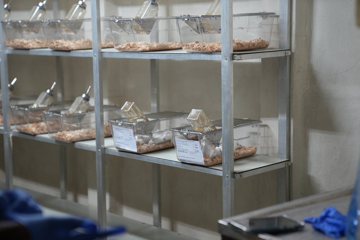 How does a lab breakthrough begin? Often with a key delivery. Financed by the <a href="/WorldBank/">WorldBank</a> , <a href="/UNOPS/">UNOPS</a> procured and delivered essential lab animals for AHRI &amp; <a href="/FMoHealth/">Ministry of Health ETHIOPIA</a>  in Ethiopia supporting  studies that aim to develop new treatments &amp; improve health in Ethiopia and beyond.
