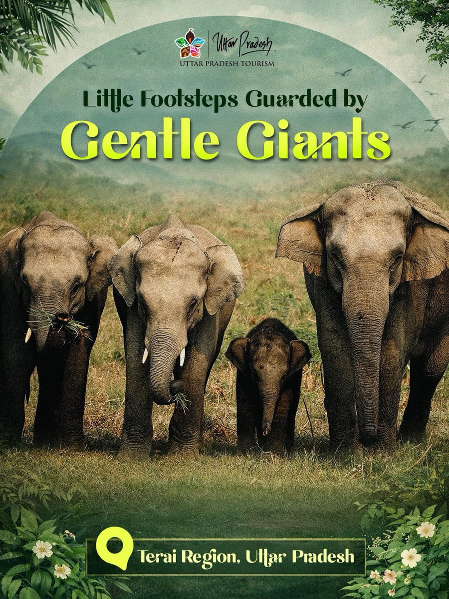uptourismgov's tweet photo. In the Terai of Uttar Pradesh, gentle giants lead the way while little footsteps follow in quiet trust. Tall grasses part for their passage, and the forest listens to their calm rhythm. Every trail here carries memory, care, and a quiet lesson in coexistence.
#Terai #UttarPradesh #WildlifeIndia #ElephantTrail #NatureWisdom #Coexistence #ForestLife #WildAndFree #EcoTourism #IncredibleIndia #NatureLovers #IntoTheWild
@narendramodi @myogiadityanath @gssjodhpur @jaiveersingh099 @amritabhijatias @eeshapriyaias @UPGovt @MinOfCultureGoI @tourismgoi @incredibleindia @CMOfficeUP @MEAIndia