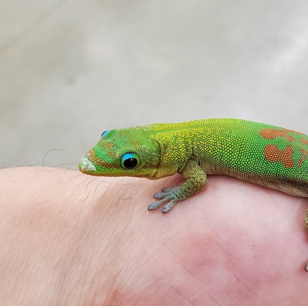 ✴︎ ＼ 新着生体ご紹介！ ／✴︎ 🆕 グランディスヒルヤモリ グリーン