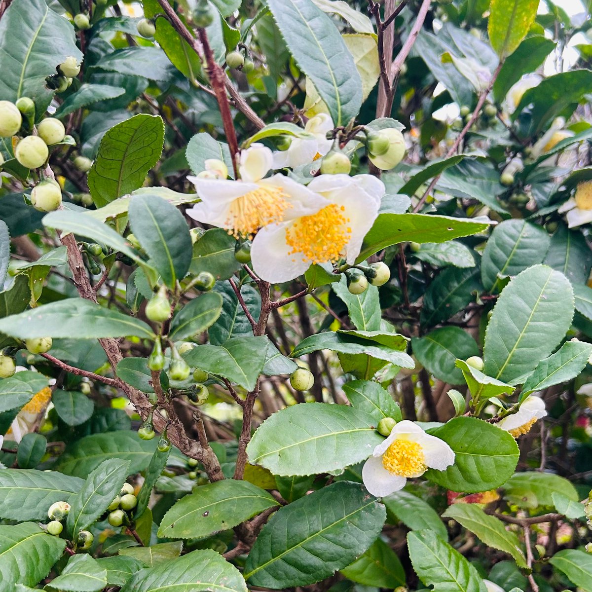 nittoh_tea's tweet image. 緑茶、ウーロン茶、紅茶はいずれも同じ
「カメリア・シネンシス」というツバキ科ツバキ属の常緑樹から作られています。
⇩こんなかわいいお花が咲きますよ。
 💡お茶の種類は、酸化発酵の仕方で変わります。

#日東ヲタ
2月8日は #つばきの日🌺