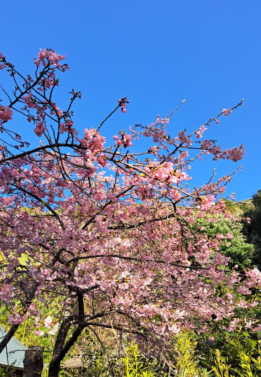 0804tamu's tweet photo. 明日から河津桜祭りです🌸
一足お先に自宅の河津桜が満開になりました😄
川沿いはこれからです。
来週以降、徐々に見頃になると思うので、皆さん是非お出掛けください！

#河津桜
#河津桜まつり https://t.co/PTDBvPj5XF