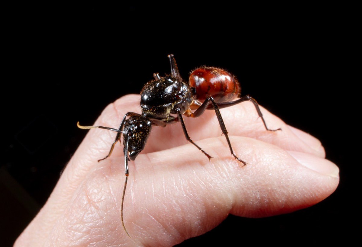 とにかく巨大なギガスオオアリ🐜 明日、蟻道に連れて行きます。 他にも
