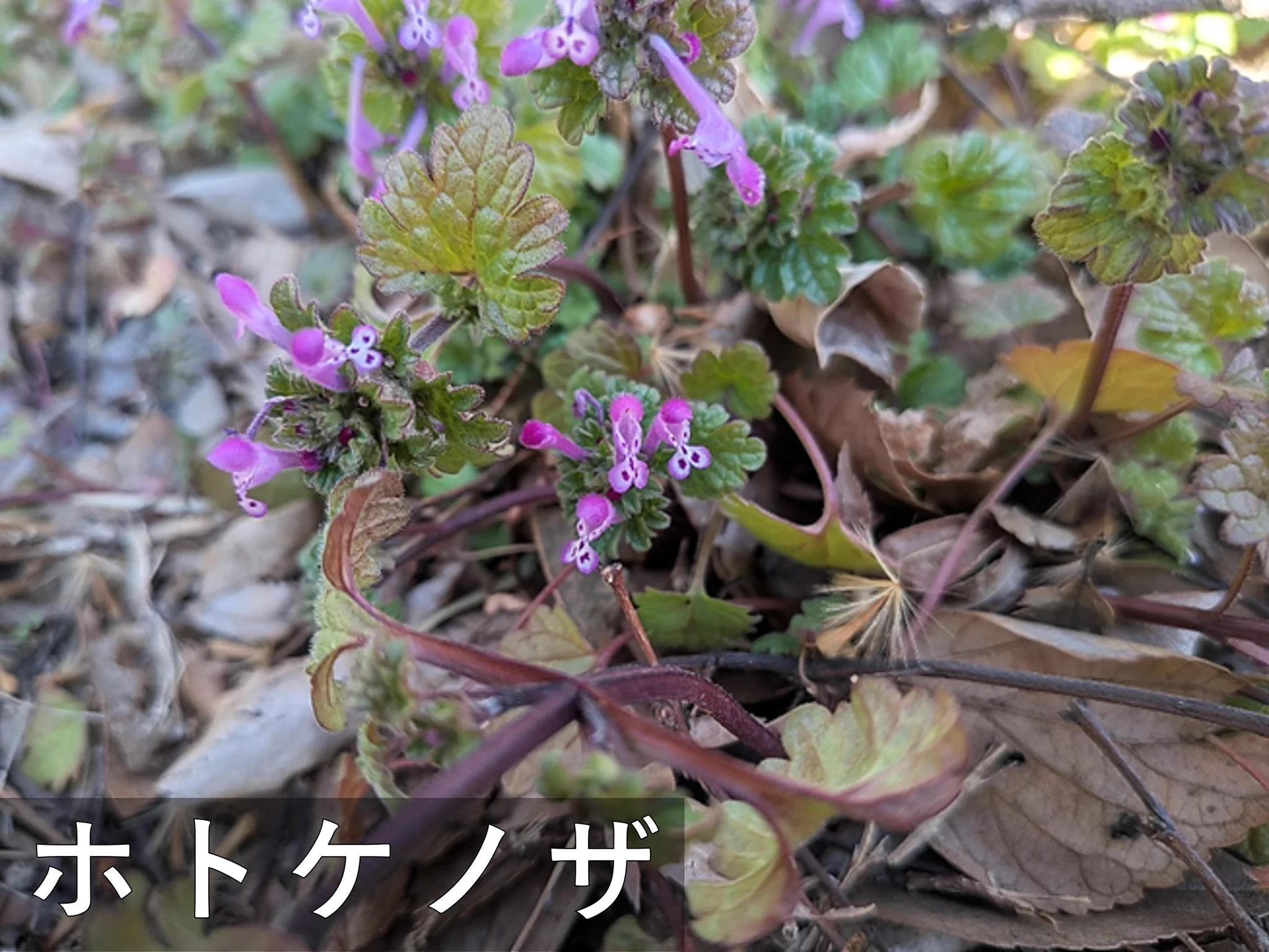 X-এ かわさき宙(そら)と緑の科学館（川崎市青少年科学館）: 
