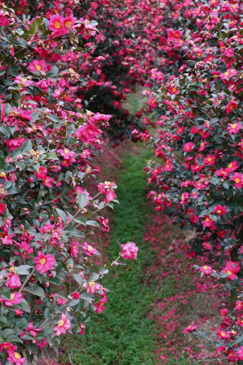 goodm70094's tweet image. A breath of plum blossoms heralds spring. At Fenghua's Xinjian Village, hundreds of acres of red plum flowers blanket the hills like a rosy haze. #PlumBlossom #SpringInChina