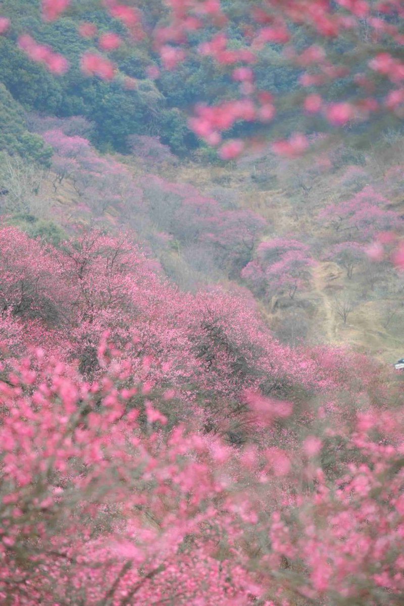 goodm70094's tweet image. A breath of plum blossoms heralds spring. At Fenghua's Xinjian Village, hundreds of acres of red plum flowers blanket the hills like a rosy haze. #PlumBlossom #SpringInChina