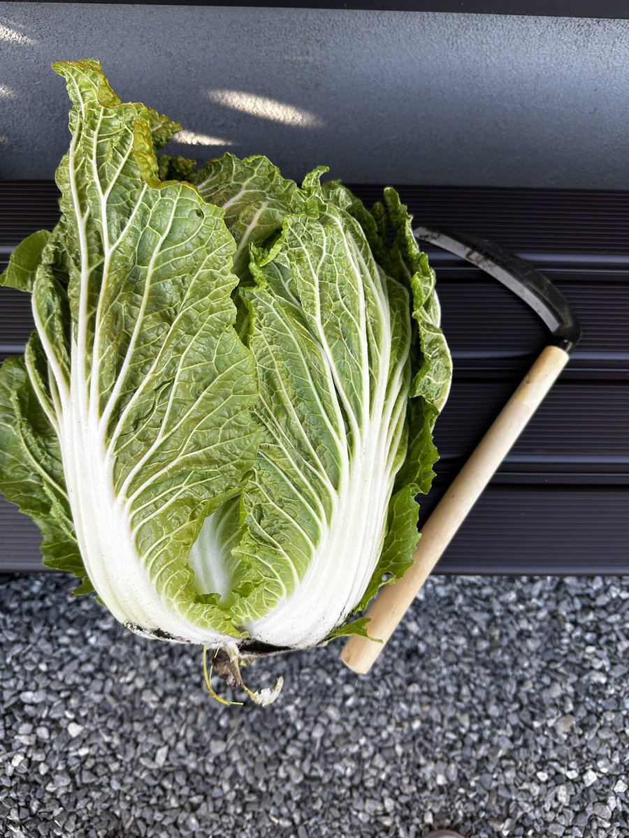 我が家の庭で育った白菜を収穫🤩
鉢巻きをして寒さに耐えさせたから、甘く育っていることを願う😋