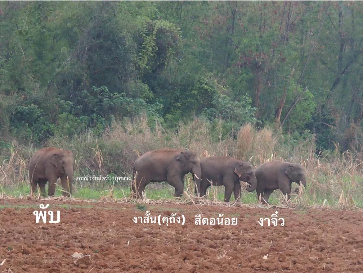 หน้าที่ต้องทำ เสียใจต้องทน รับฟังต้องได้!!  🙏ขอโทษนะคะ ที่ไม่สามารถพา "หูพับ"  .. ไปภูหลวงได้อย่างปลอดภัย

Ps. ดูแลตัวเองกันดีๆ นะ งาสั้น  สีดอน้อย งาจิ๋ว!!