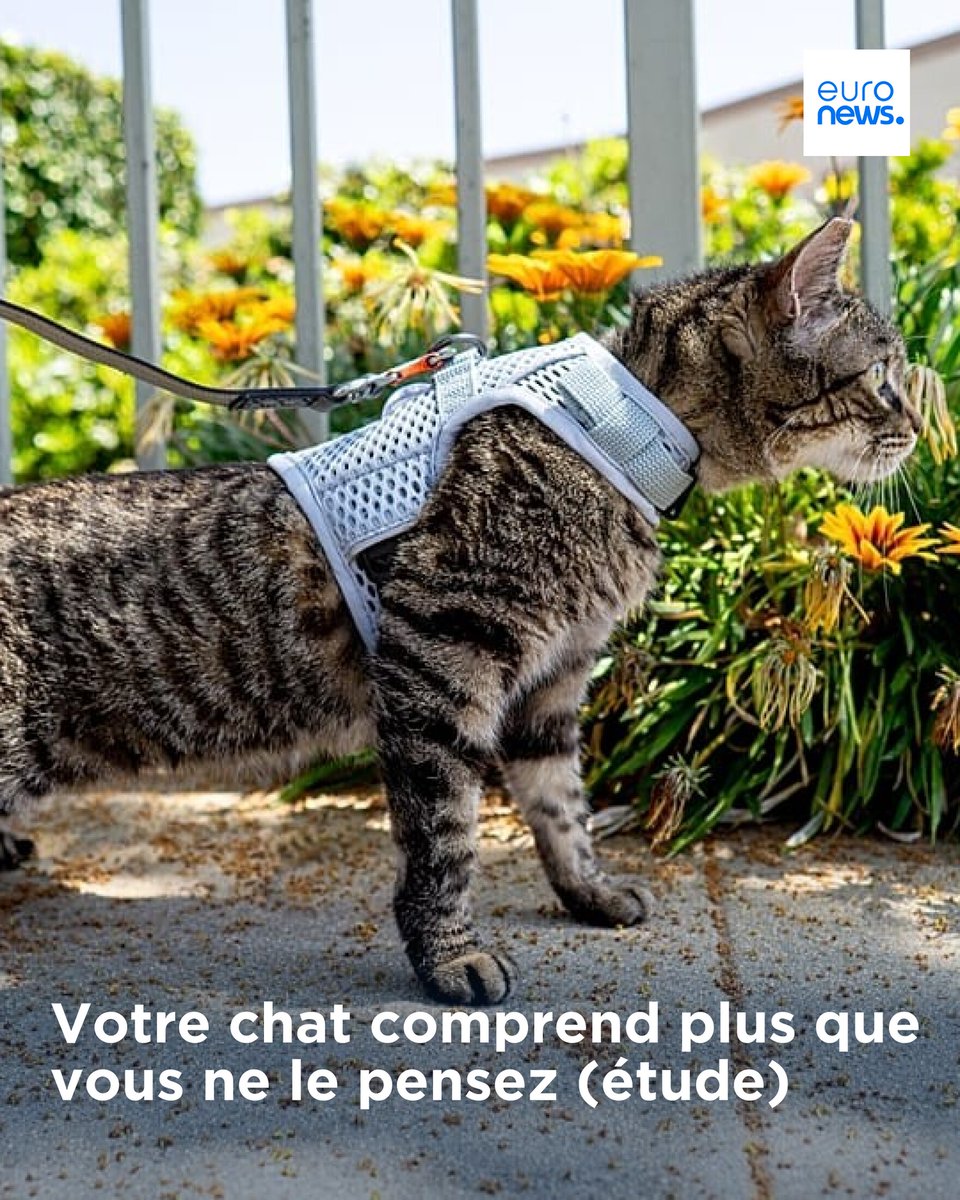 Des chercheurs ont démontré que les chats comprennent plus qu'on ne le pense. Et ce qui ne surprend aucun propriétaire de chien, c'est que le regard typique des chiens est généralement utilisé de manière ciblée.
➡️ l.euronews.com/0c31