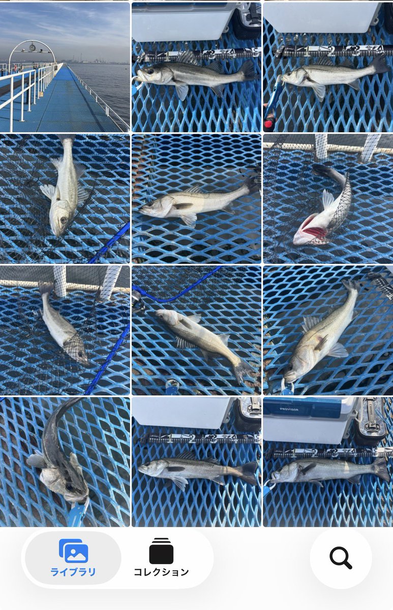 karubinngunnsou's tweet photo. 本日のエビ撒き釣り🦐🦐
市原海釣り公園🐟２月とは思えない良い天気でした(*ﾟ∀ﾟ*)

本日は10時半スタート3時半終わりで合計11匹🐟🐟🐟40〜55cm
なんとかツヌケたのでよしとしましょう！ https://t.co/E9Q4sjBWwW