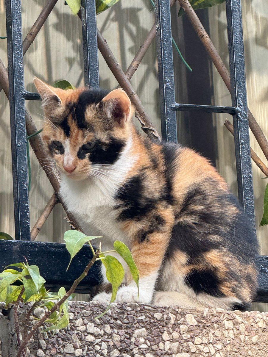 Kittens for adoption!

📍 Location: Kalkaji, New Delhi
🎂 Age: 3 Months
🩺 Status: Dewormed

They need safe, indoor homes. Interested? Drop us a line at cat@dogwithblog.in 🏡