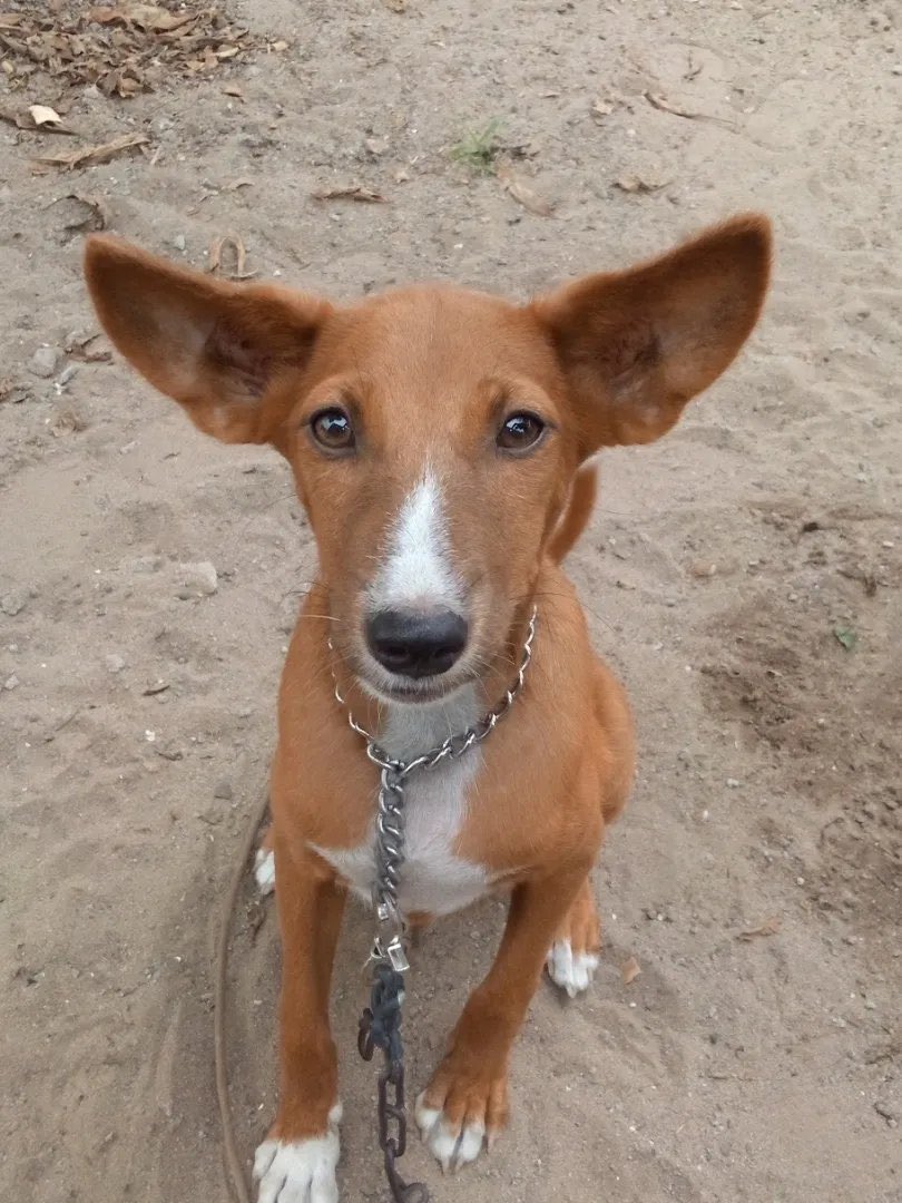 __bigandy's tweet image. Why do people hate these cute Nigerian Local dogs??