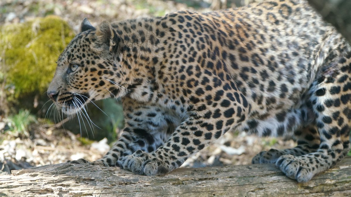 fuji_safari1980's tweet image. 低い姿勢で構えるヒョウ👀
明日からの営業再開に向け、準備運動？？

#休園中の動物たち #leopard
fujisafari.co.jp/animal-fureai/…