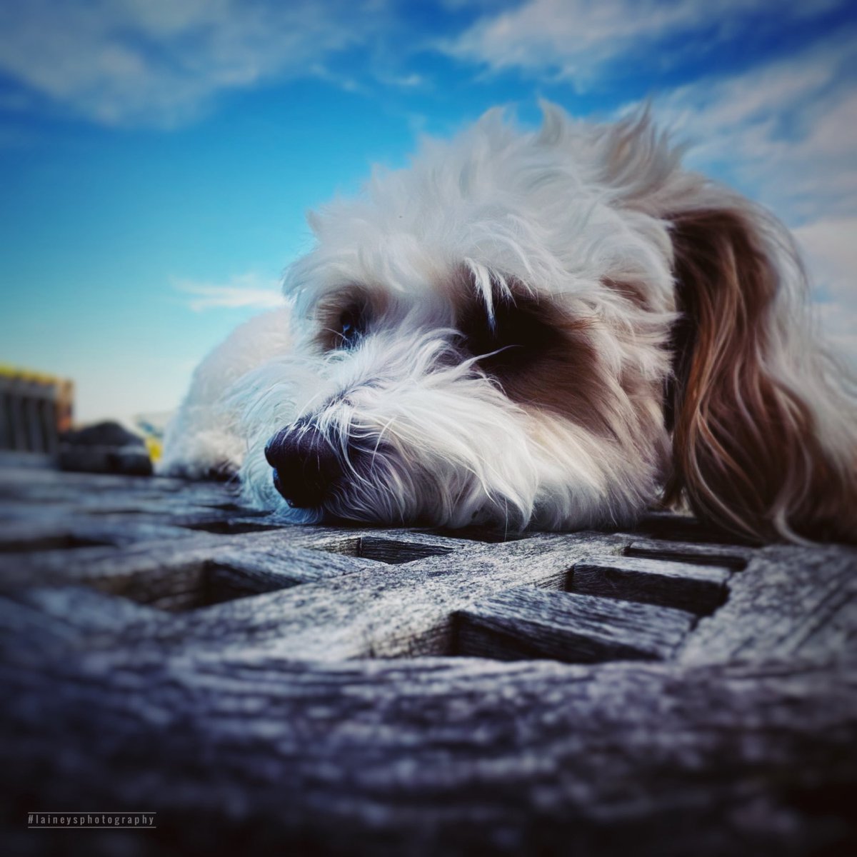 When he just wants to be outdoors and up with the big people 💙

#jackthelad
#waitangiday