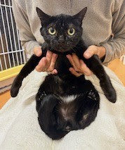 #小笠原諸島の猫の里親探し

No.1281 京香：1月20日 母島にて捕獲。黒、メス、2.29㎏

ご希望の方はご連絡下さい。