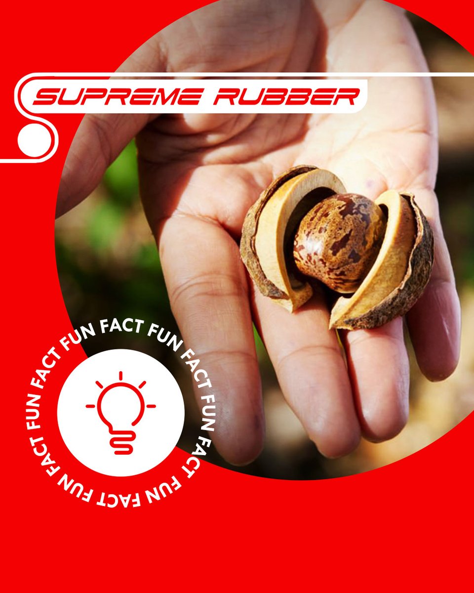 SupremeRubber's tweet image. FUN FACT: An explorer by the name of Henry Wickham brought rubber tree seeds overseas to be planted in England, Sri Lanka, Indonesia, Singapore, and Malaysia.

#supremerubber #rubberrollers #hypalon #silicone #neoprene #naturalrubber #nitrile #ebonite #EPDMrubber