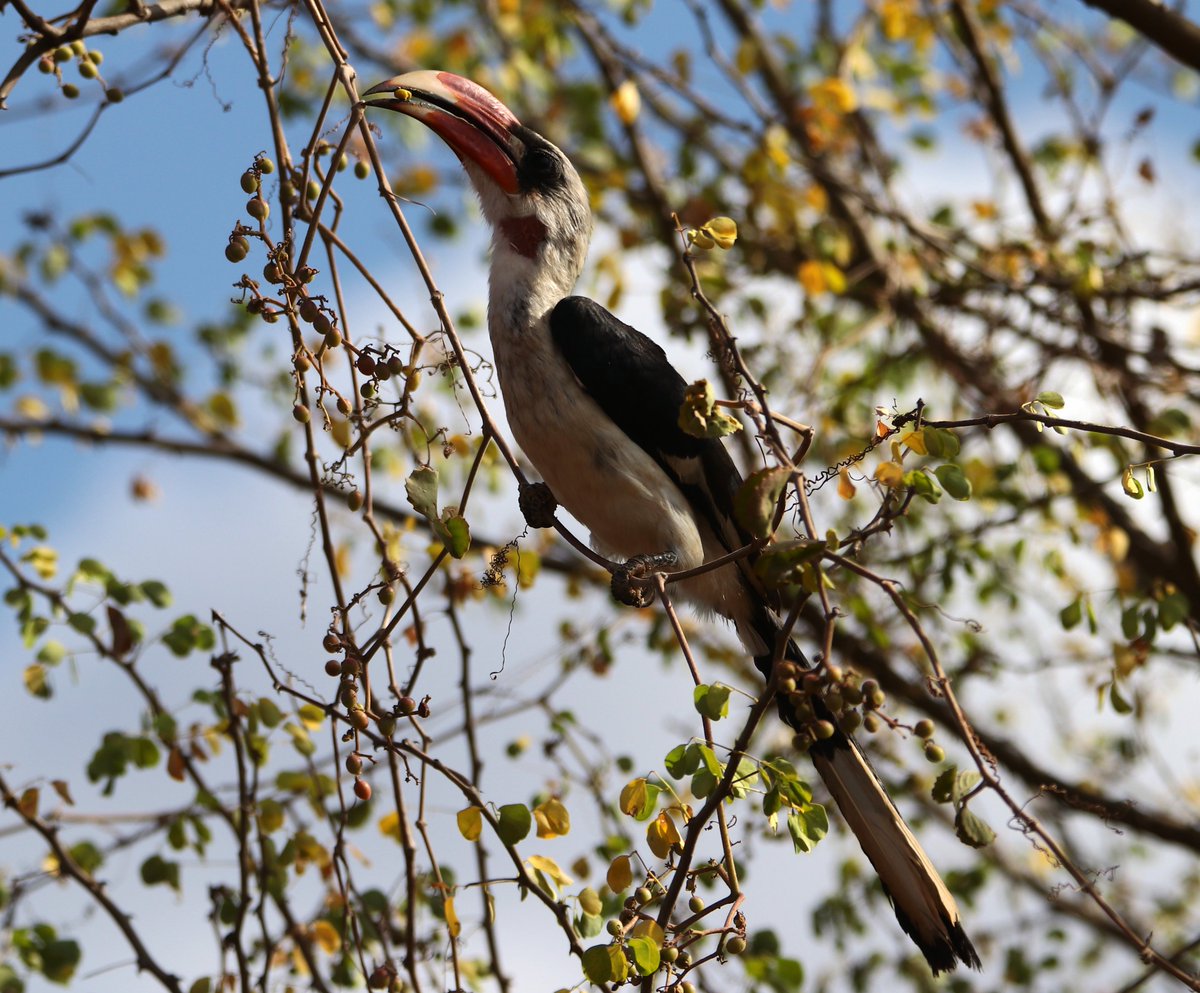 ConQuestbirding's tweet photo. A male Von der Decken's Hornbill is common in the dry regions of Eastern Africa #BirdsSeenIn2026 #birdwatching #birdphotography #BirdGang https://t.co/Qjv2XfUace