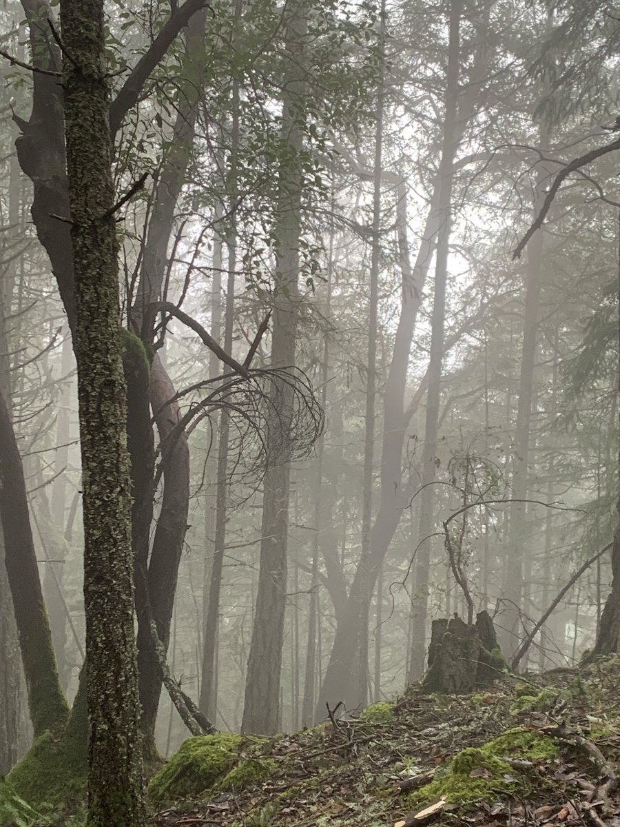 Beautiful west coast forest