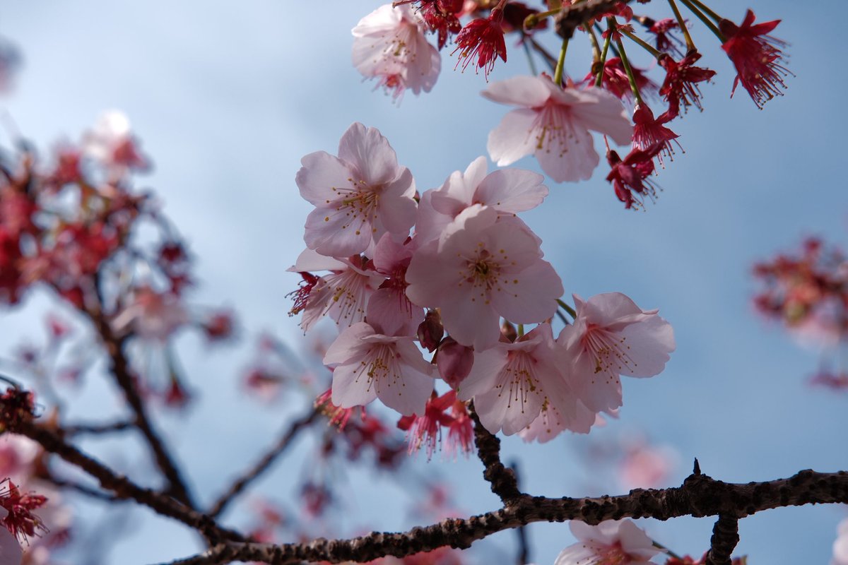 hane_0228's tweet photo. #ﾙｼﾅｰ写真部
🌸桜と海🌊 https://t.co/dvdHKS2XnM