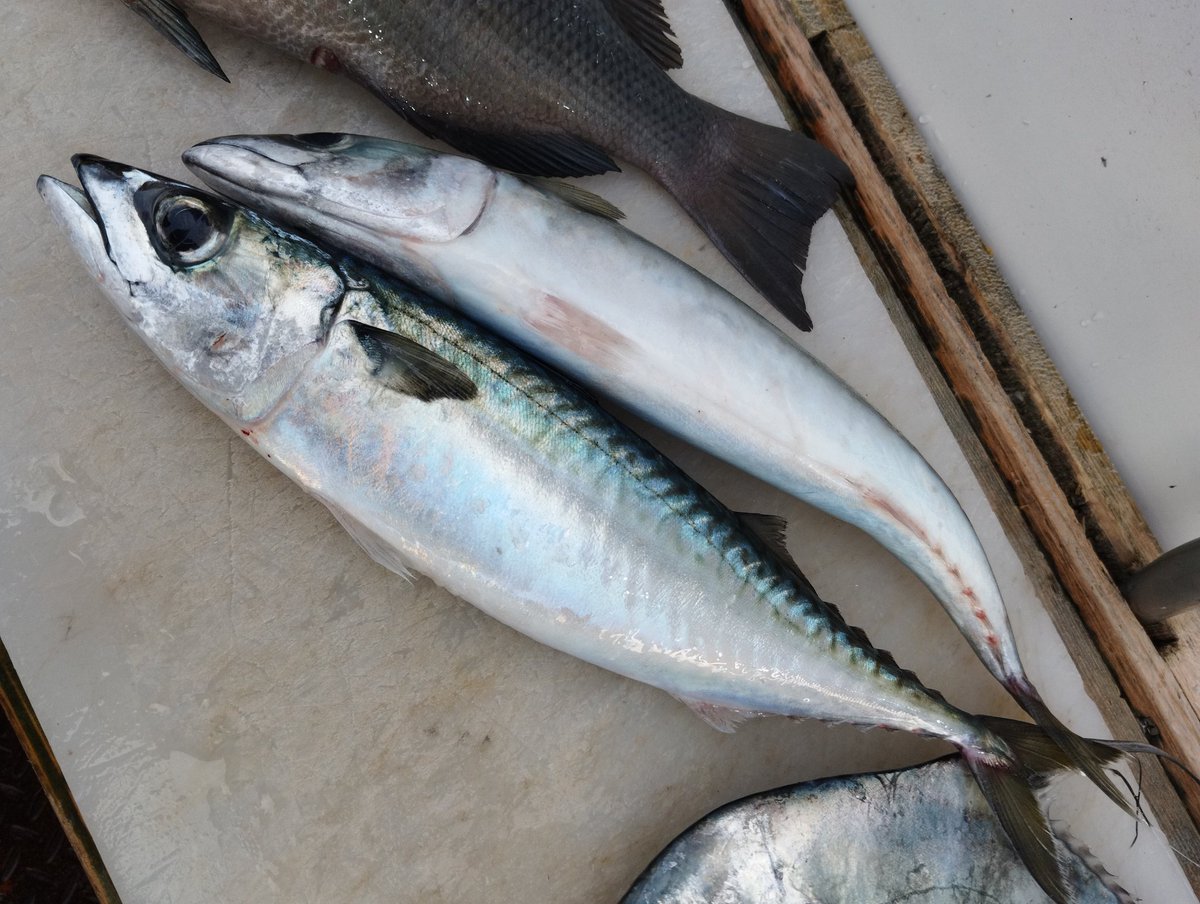 2・6(金)
17:00~23:30(23:00LO)
本日の刺盛りは
イナダ
アゴナシ
シメサバ
です。
辛子醤油で食べるシメサバや岩塩と山葵で食べるアゴナシやイナダ。
是非ご賞味下さい。
#夜な夜な
#居酒屋