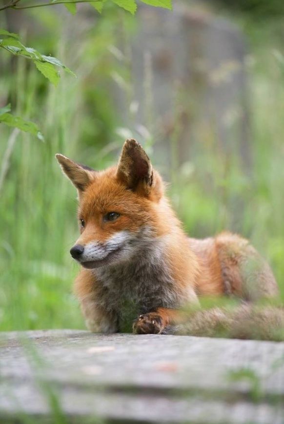 ChrisGPackham's tweet image. Another beauty from@richardbowler1 ! Thank you Richard for today's #FoxOfTheDay