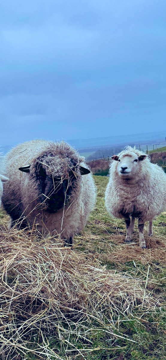 Should I tell her she’s got food on her face? 🤔🤭

#arnbegfarmstayscotland #sheep #petsheep