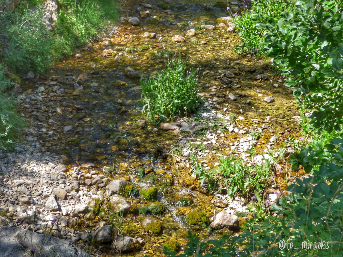 Hi ha llocs on el riu mandreja juganer. L'aigua sembla voler aturar-se per gaudir de l'indret, romandre-hi una estona i establir un diàleg amb aquell entorn i, qui sap, si amb el caminant que passa per allà, camí del seu destí. #berguedà #estiu2025 #proximitat