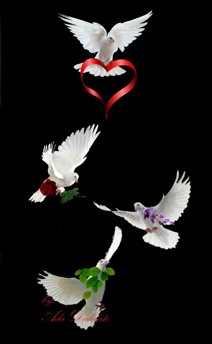 Bon divendres!!! 🌹💚