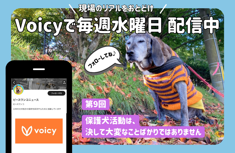 🎤ピースワンコの「実は…」な話を音声で配信中！
第9回～保護犬活動は、決して大変なことばかりではありません～
📷voicy.jp/channel/950814…
