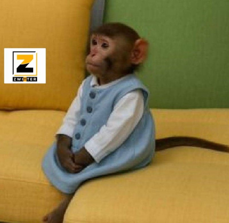 InfinityBars99's tweet photo. Muroora asina O level after pataurwa zve album ra J Cole akamirira kuti patange kutaurwa Fadza Madzimai😭 https://t.co/QsBH4lFISt