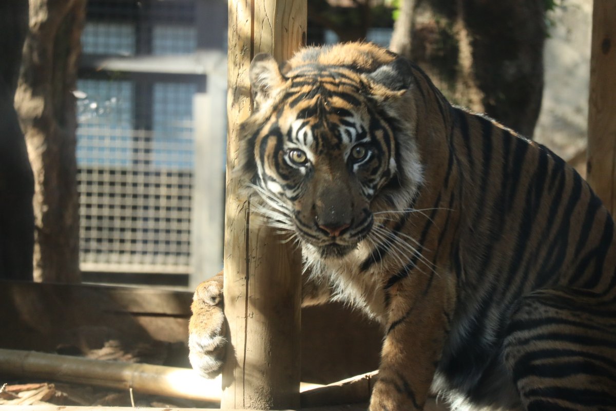 じっ 26.02.06 #スマトラトラ #トラ #上野動物園