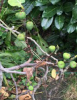 Chelated micronutrients play a key role in supporting plant health and nutrient availability in biologically active soils. At S-Chelate Plant Nutrition, our focus is on working with soil systems, not against them: s-chelate.com