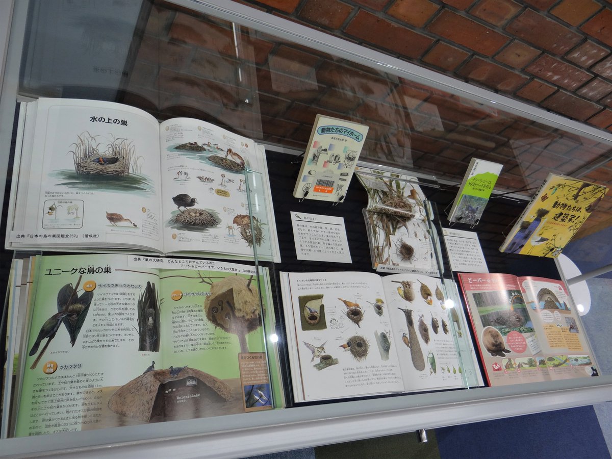 【１階ガラスケース展示「生き物たちの建築」 #中央図書館 】
ビーバーのダムやさまざまな形の鳥の巣、
海底に広がる謎のミステリーサークルまで――
生き物たちは驚くべき技術で暮らしの場をつくりあげています。
自然界の“建築家”たちが生み出す巣の世界を覗いてみましょう！

#建築 #生き物 #自然