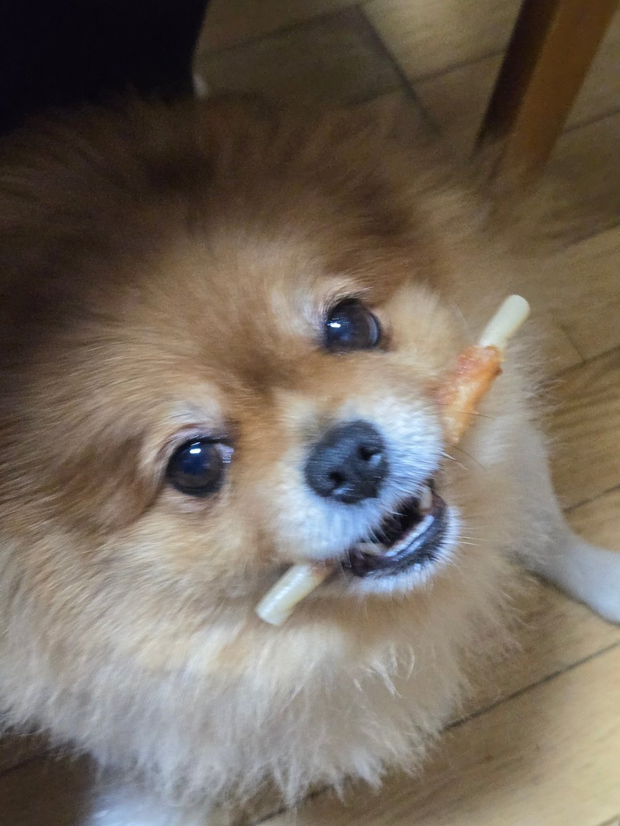 ウチの犬っころ可愛いだるぉ？！