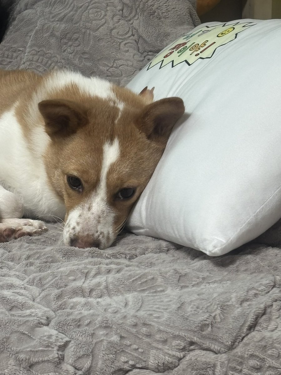 어허 다들 낮잠 주무세요 낮잠!
내가 잘 것이기 때문에