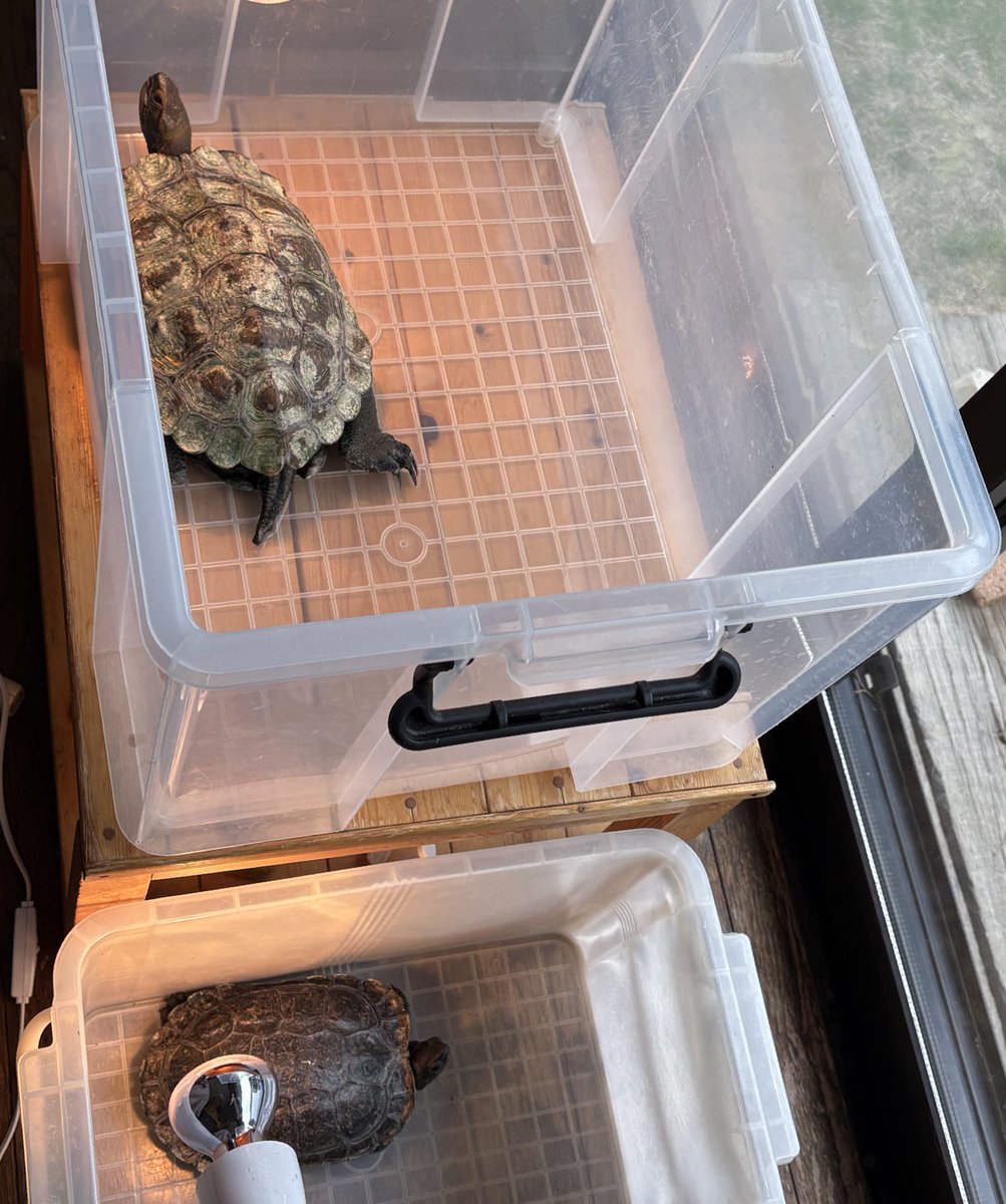 ご無沙汰しています！
この子達は元気です♪
今日は久しぶりに暖かく感じたので、水換えの後少し日光浴しています