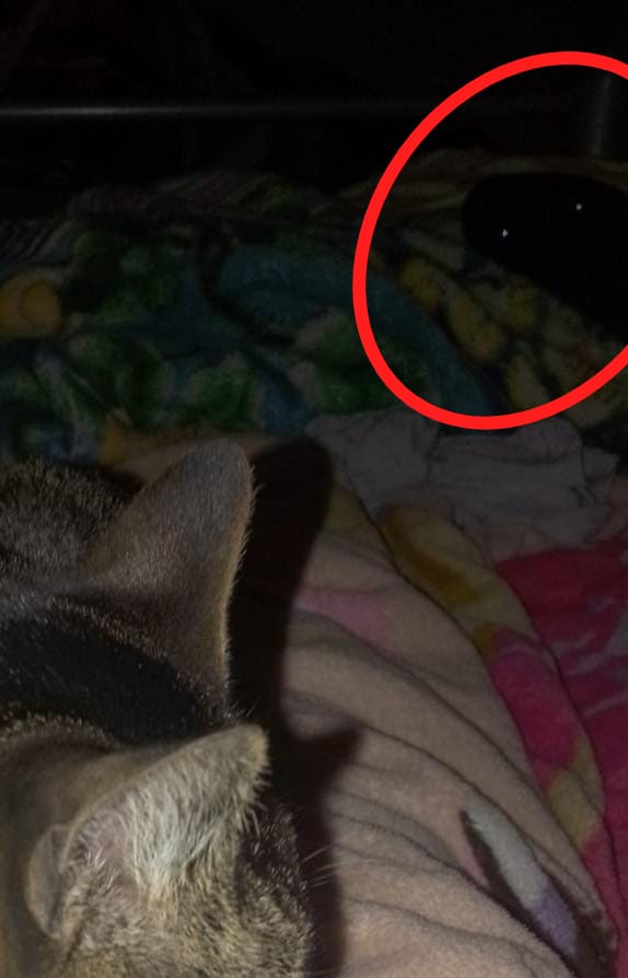 JoshyQwQ's tweet photo. Le tome foto a mi gato y casi me muero del susto https://t.co/6mfb3jY0VV